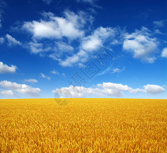 麦田和白云的天空图片