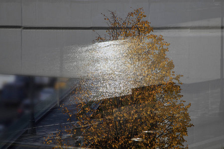 木背景上的水反射雨坑中的秋叶图片