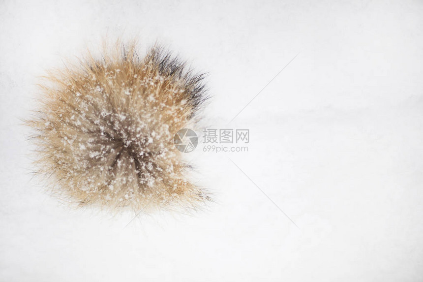雪地上的尾松鼠图片