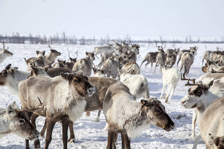 一群冬天的驯鹿图片