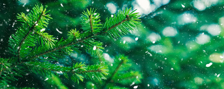绿色fir树冬季圣诞节背景分支纹理森林自图片