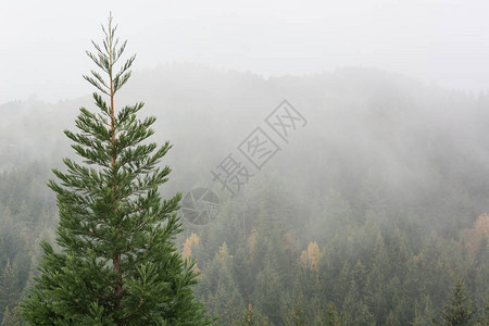格拉霍尔覆盖秋天松林的雾树木已经变色了背景