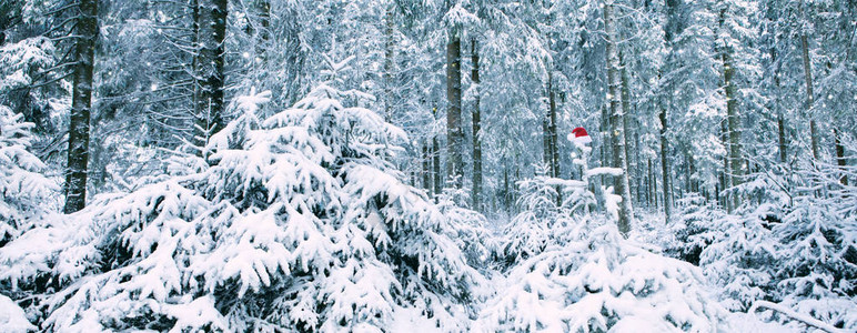 红圣诞老人的帽子戴在冬季森林的寒冷树上圣诞节图片