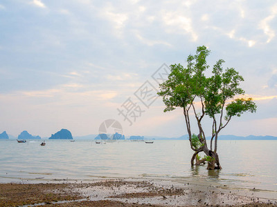 在海滩附近的浅水处的孤红树上图片