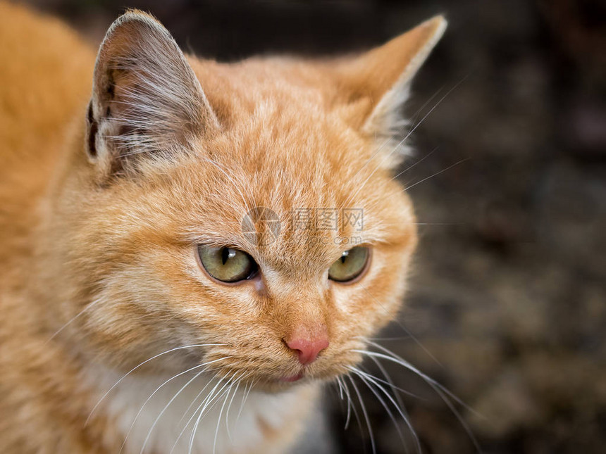 在自然界行走时红头猫的肖像黑图片