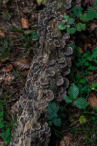 秋天森林的照片旧原木上的一组棕色蘑菇图片
