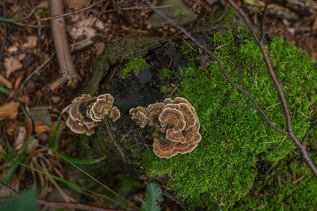秋天森林的照片带苔藓的旧原木上的一组棕色蘑菇图片