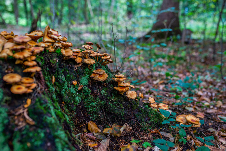 秋天森林的照片旧原木上的橙色和黄色蘑菇组图片