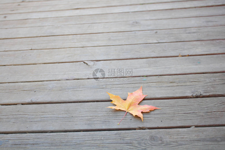 木地板上的秋叶图片