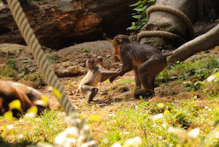 一只小猴子和哥玩耍这种灵长类动物取名为mandrillus图片