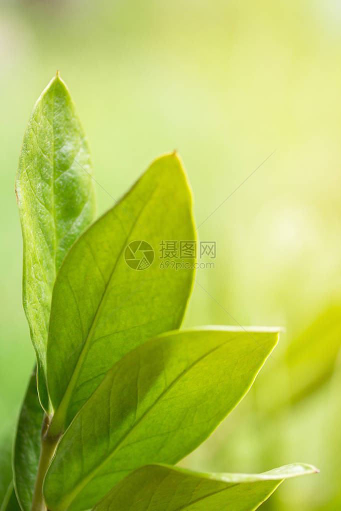 夏季在花园里用阳光特写新鲜的绿叶天然绿色植物景观用作背景或壁纸概念复制空间以图片