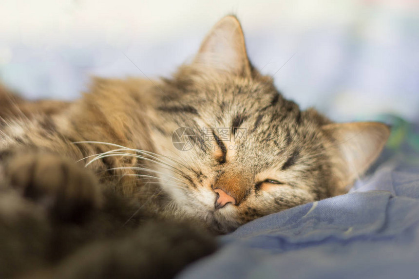 睡在床上的漂亮灰猫图片