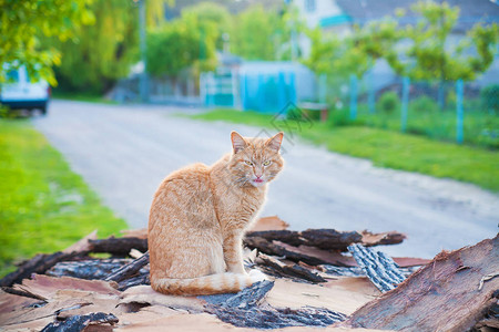 红毛猫坐在夏天的木头上图片