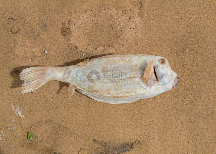 死在沙滩上的白色河豚鱼图片