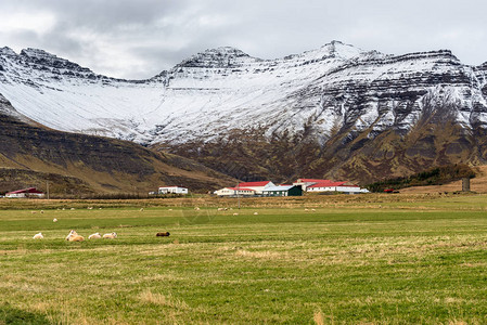 秋天在冰岛的山脚上耕种图片