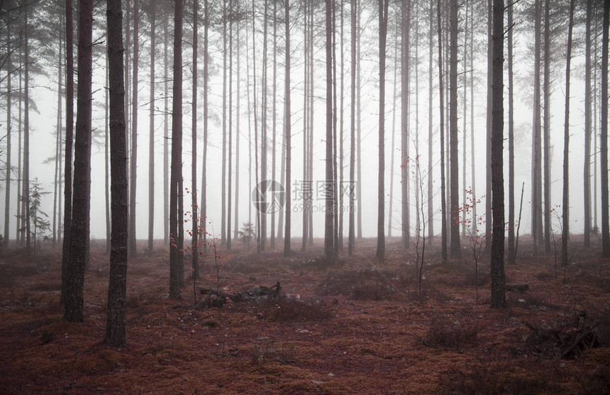 作为背景的迷雾神秘森林图片