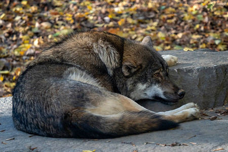 欧洲灰狼Canislupus图片