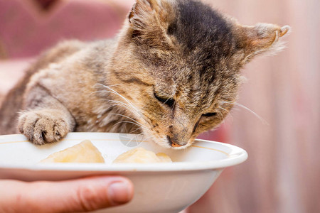 一只饥饿的老猫在有食物的菜盘旁图片