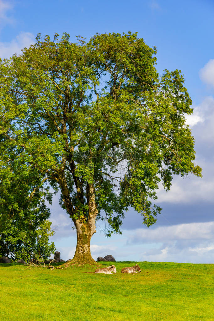 在爱尔兰金瓦拉的一棵树下躺图片