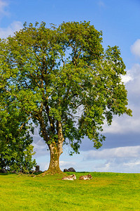 在爱尔兰金瓦拉的一棵树下躺图片