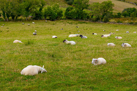 牧羊群在农场里休息在爱尔兰背景图片