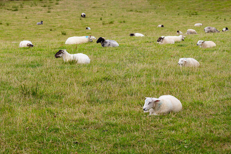 牧羊群在农场里休息在爱尔兰图片