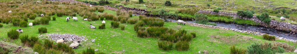 牧羊群的全景爱尔兰西格背景图片