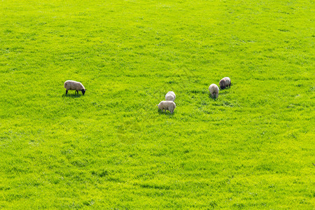 牛群聚集在从爱尔兰卡斯尔巴到西港的绿途路线上背景图片