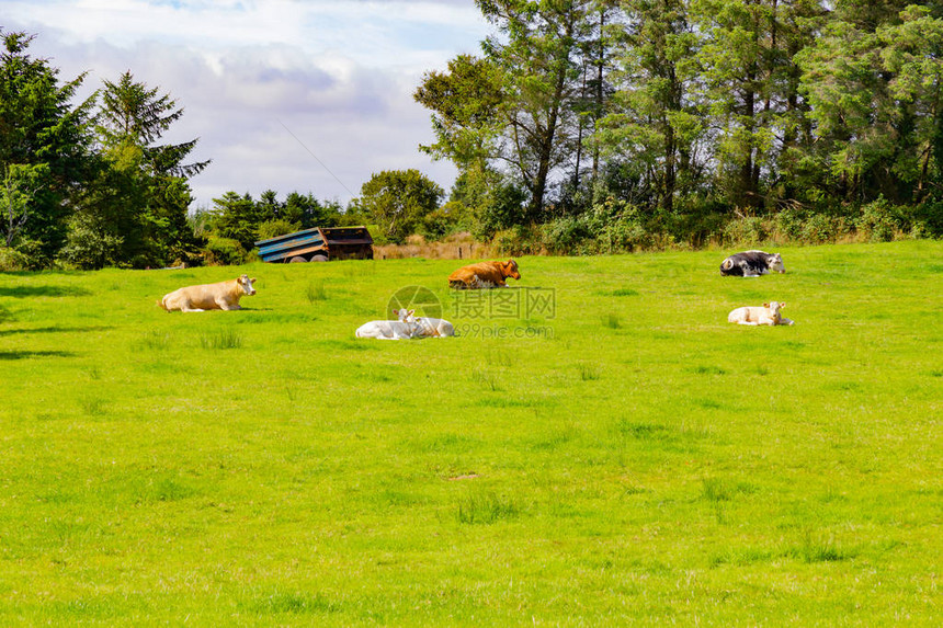 牛群聚集在从爱尔兰卡斯尔巴到西港的绿途路线上图片