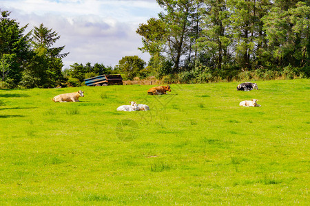 牛群聚集在从爱尔兰卡斯尔巴到西港的绿途路线上图片