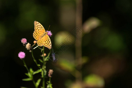 美丽的蝴蝶在夏时图片