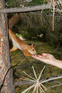 松鼠坐在树上从母手上拿坚果图片