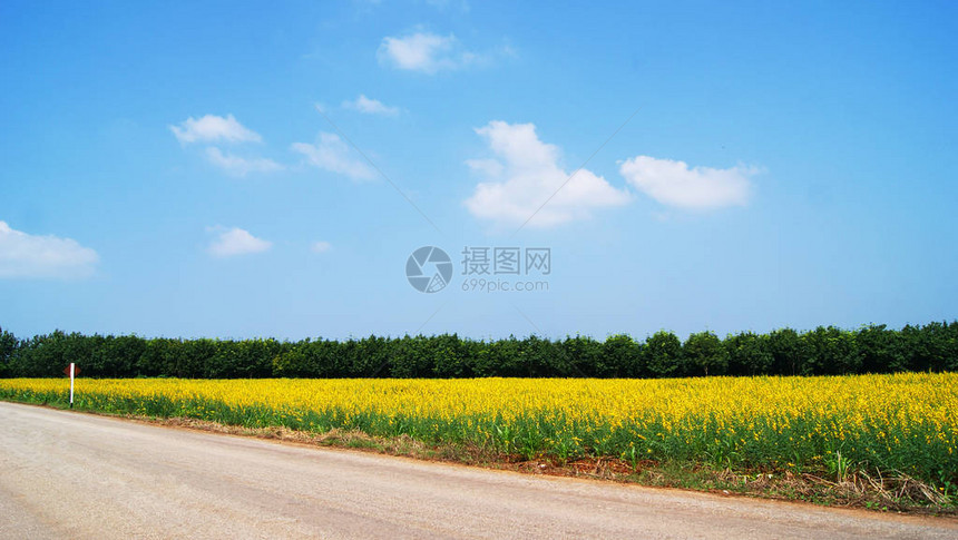 黄田彩春花明日黄花田蓝天绿树背景的乡间小路图片
