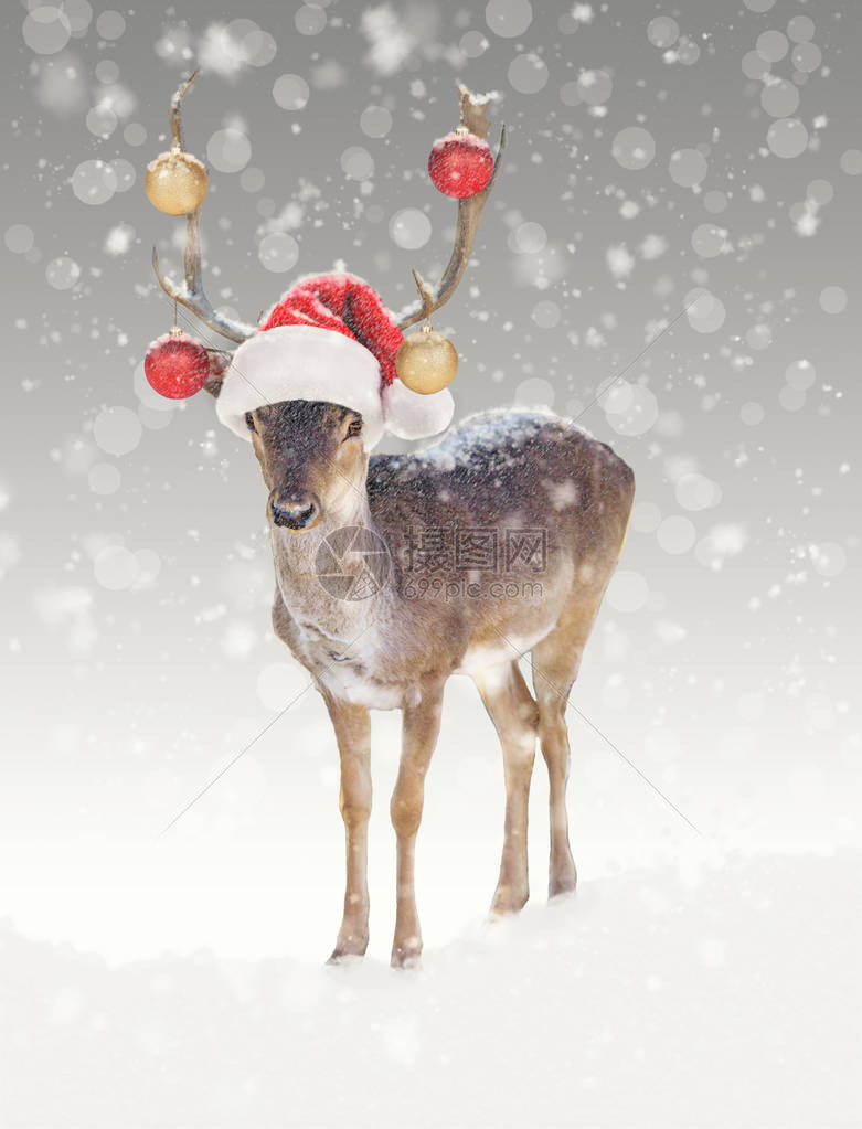 有趣的圣诞驯鹿戴着饰品和圣诞帽图片