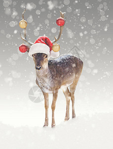 有趣的圣诞驯鹿戴着饰品和圣诞帽图片