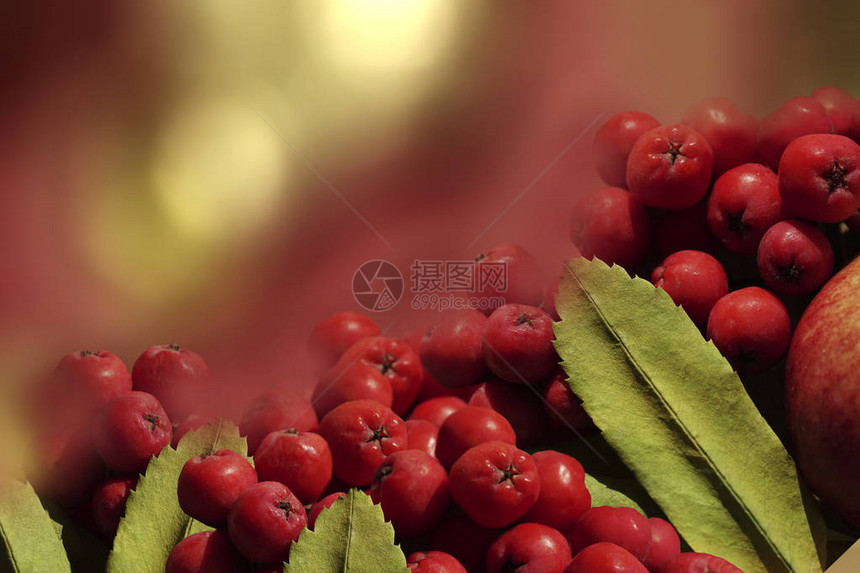 秋天的背景红色浆果花楸特写在秋天黄红色散景背的背景上图片