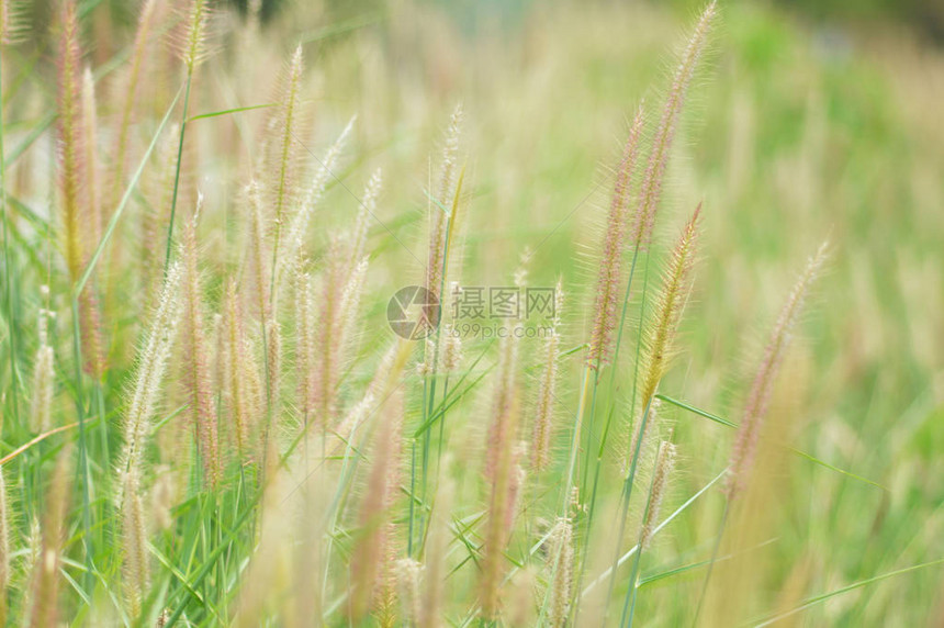 使命草在自然夏天的绿色领域干燥自然迷离背景的黄色图片