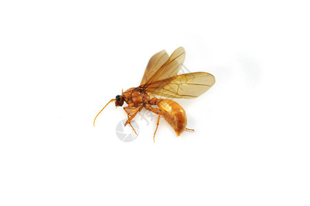 分离的地下蚂蚁白色背景中分离的金色地下昆虫马蝇蚂蚁家族中的死昆虫美图片