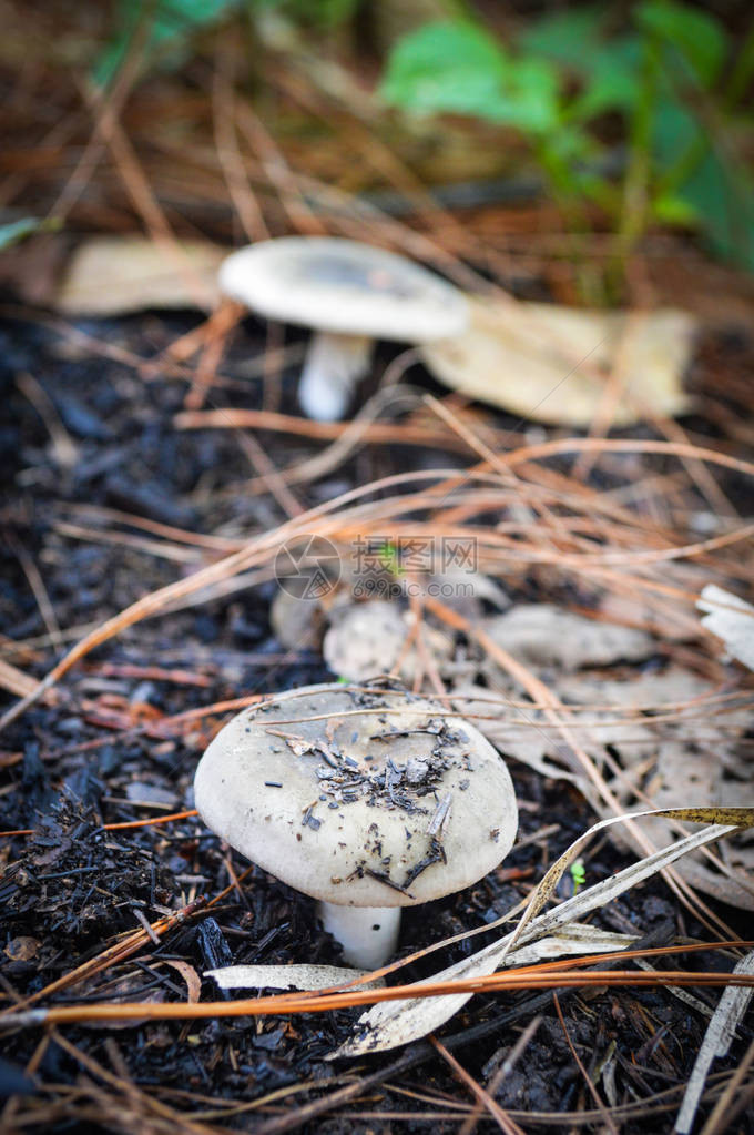 在雨林中灰色地上生长的新鲜蘑图片