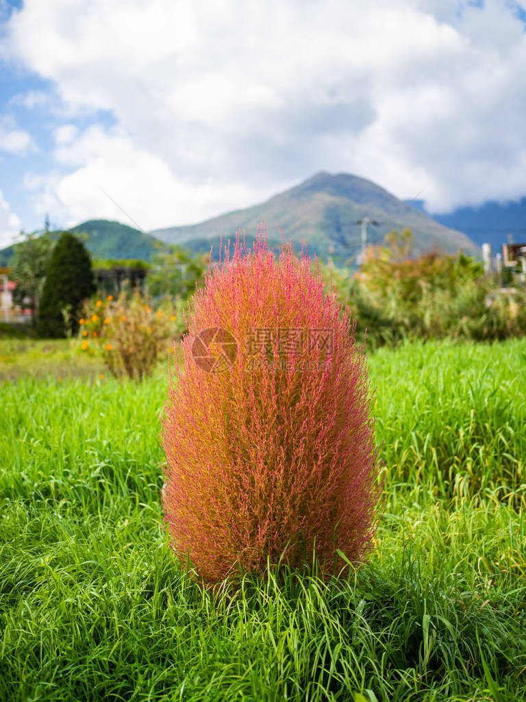 Kokia植物灌木关闭图片