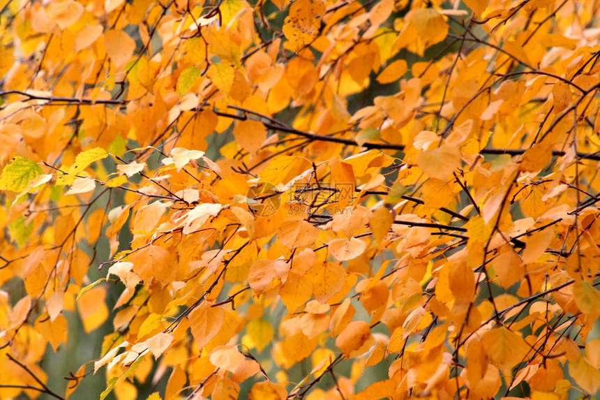 深黄色的秋天桦树叶图片