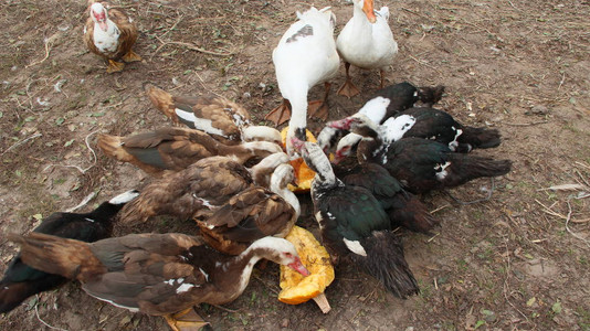 鸭鹅和番鸭在家禽中吃南瓜家禽在院子里喂食图片