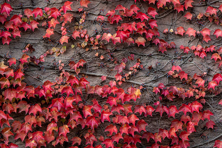 秋天在墙上的彩色叶子图片