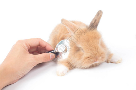 棕色婴儿兔子配有医生检查兔子病和图片