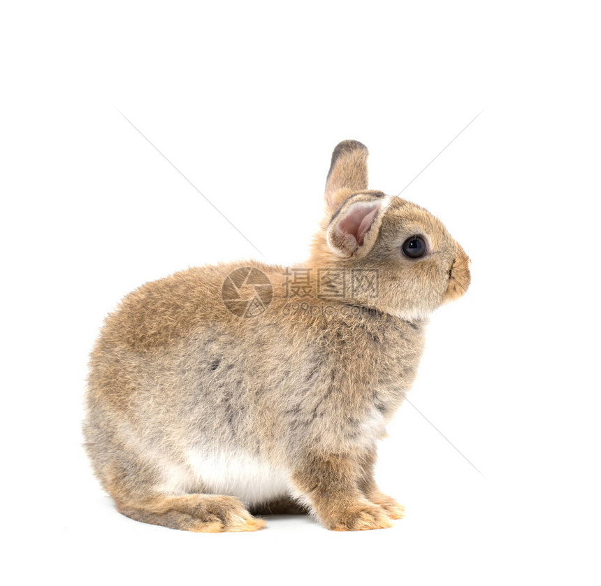 白色背景上可爱的小兔子图片