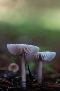 松林里的蘑菇图片