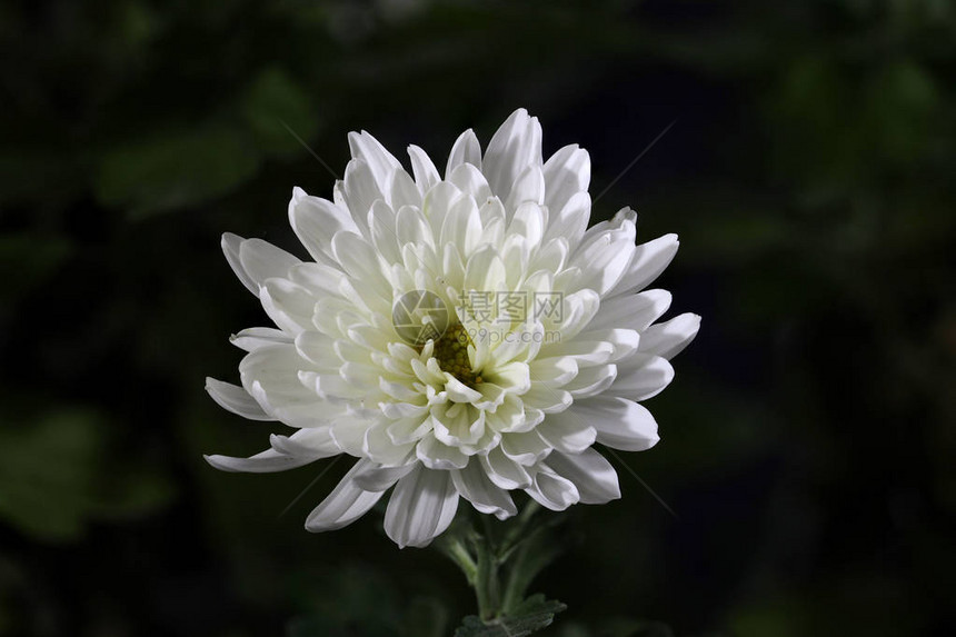 带小花的白菊花图片