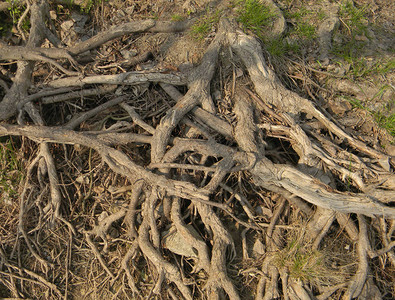 在地表之上的树根河上图片