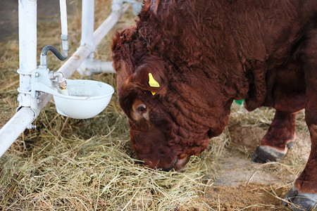 布朗公牛在奶制品农场吃干草农业农业和图片
