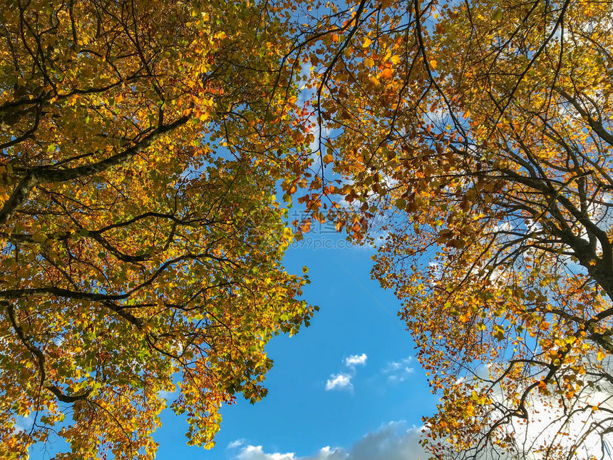 树上叶子的秋天颜色图片